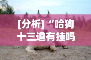 [分析]“哈狗十三道有挂吗”事实上确实有挂