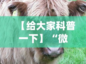 【给大家科普一下】“微信斗牛开挂神器下载安装”开挂神器{透视辅助}全揭秘