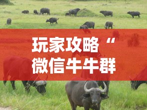 玩家攻略“微信牛牛群斗牛群	”房卡链接获取